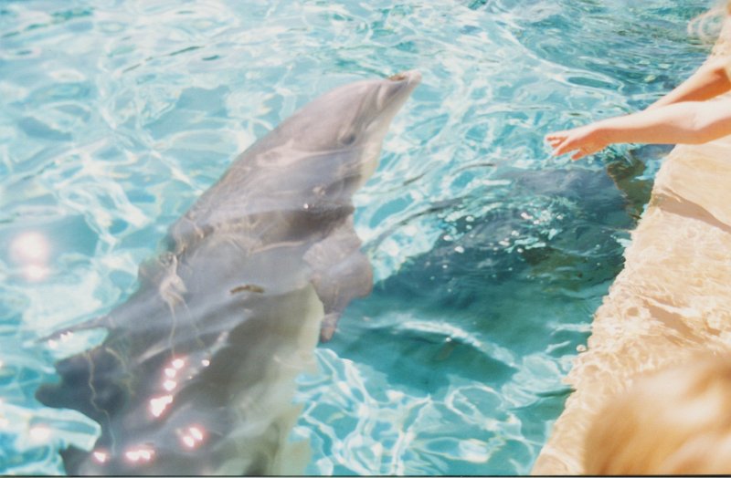 007-Feeding dolphins.jpg